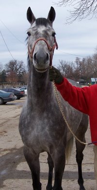 Cherish is a dappled grey horse for sale. She is four years old.