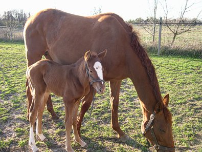 My Gal Gussy and Dottie.