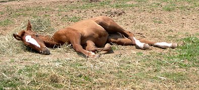 Whew! It's tiring being so cute!