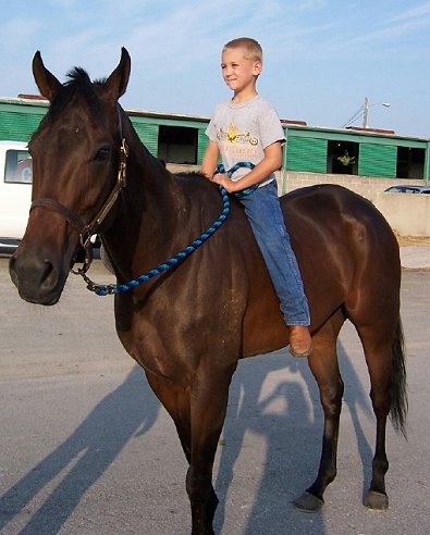 Thoroughbred race horse can be ridden by a child - Finders Chance