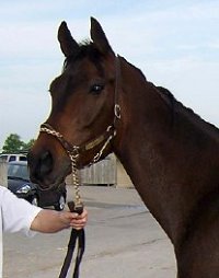 Finder's Chance is a beautiful dark bay gelding for sale directly from the race track. 