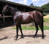 Magic is a Prospect mare for sale.