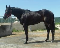 New Prospect colt - Call for details.