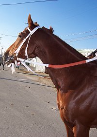 Thoroughbred horse for sale - "Moe".