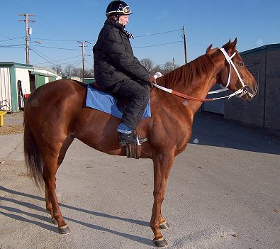 Thoroughbred horse for sale - "Moe".
