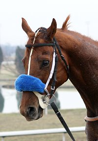 Thoroughbred horse for sale - "Moe".