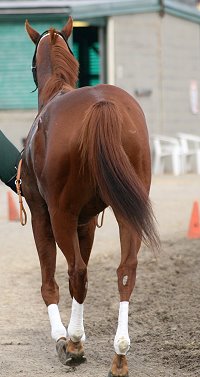 Thoroughbred horse for sale - "Moe".