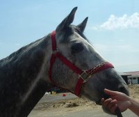 NEW! 2002 Grey Thorughbred filly for sale. 