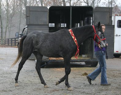 "Pretty's" new mom is Halliea Milner who lives nearby. She was the first to arrive with her trailer.