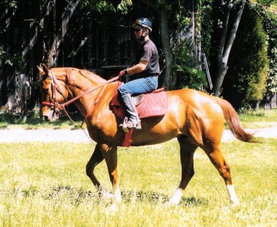 Project One is a big chestnut gelding