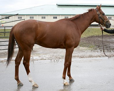 "Tommy" is an elegant and gentle, 4 years old, 16+ hand, chestnut gelding.