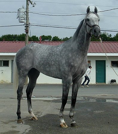Dappled gray Thoroughbred Horse For Sale