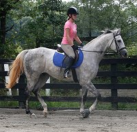 Dappled grey Thoroughbred Horse For Sale