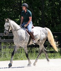 Dappled grey Thoroughbred Horse For Sale