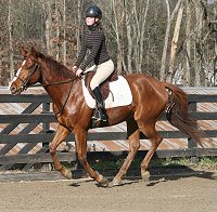 Horse For Sale - Flame Boyant and visitor - December 26, 2007 
