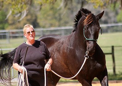 Robin Cannazzaro, DVM and her horse Alchemy.