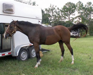 OTTB - Vicky Vicky Vicky stands quietly while tied to her trailer.
