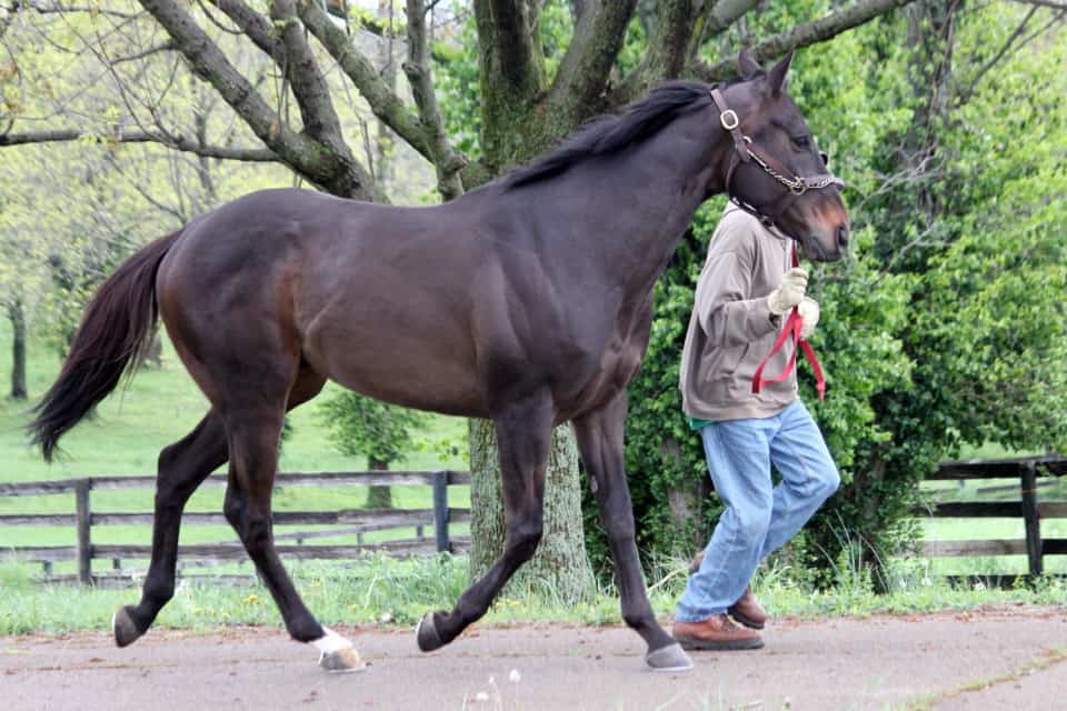 Arctic Point was sold as a Prospect horse in June 2013