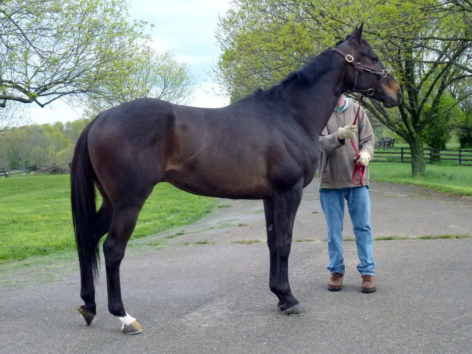 Arctic Point was sold as a Prospect horse in June 2013