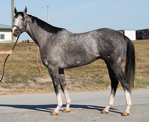 2007 16 hand gray Thoroughbred horse for sale