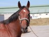 Bay Thoroughbred mare for sale