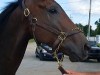 Former Race Horse - Caritas
