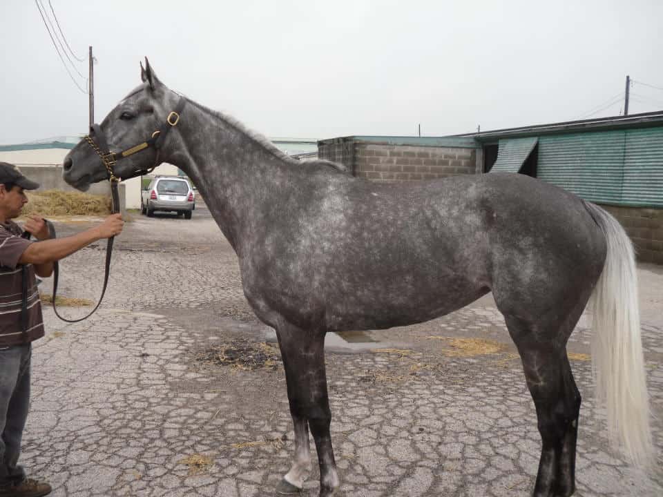 Chillie is a 2009, 16 hand gorgeous dappled grey filly.