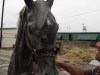 Chillie is a 2009, 16 hand gorgeous dappled grey filly.