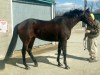 “Collio” is a 16.3 hand, 2006 bay Thoroughbred gelding. PRICE REDUCED!