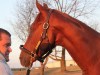 Destin-Thoroughbred horse for sale - chestnut colt