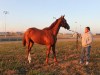 Destin-Thoroughbred horse for sale - chestnut colt
