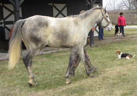 Detroit Andy - Grey Horse for sale