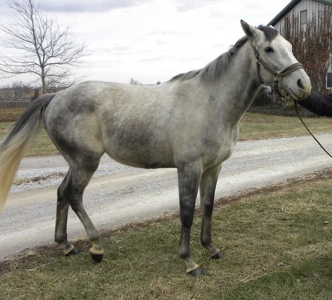 Detroit Andy - Grey Horse for sale