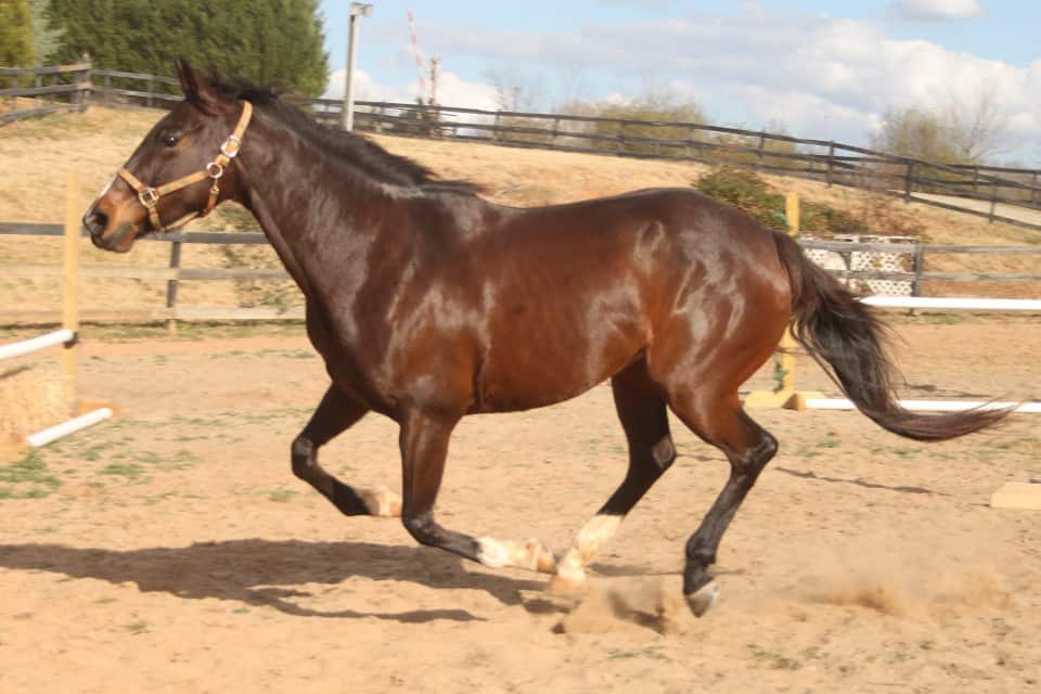 \"Miss Dior\" - Thoroughbred Mare For Sale