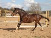 \"Miss Dior\" - Unraced Thoroughbred Mare For Sale