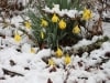 farm-march-snow_20100302_04