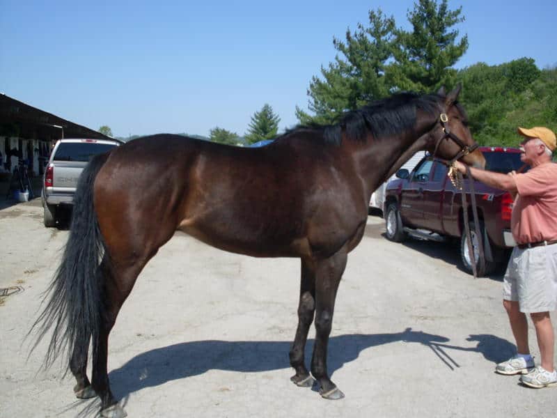 Gold Commander One - 17 hand bay Thoroughbred gelding for sale