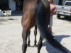 Gold Commander One - 17 hand bay Thoroughbred gelding for sale