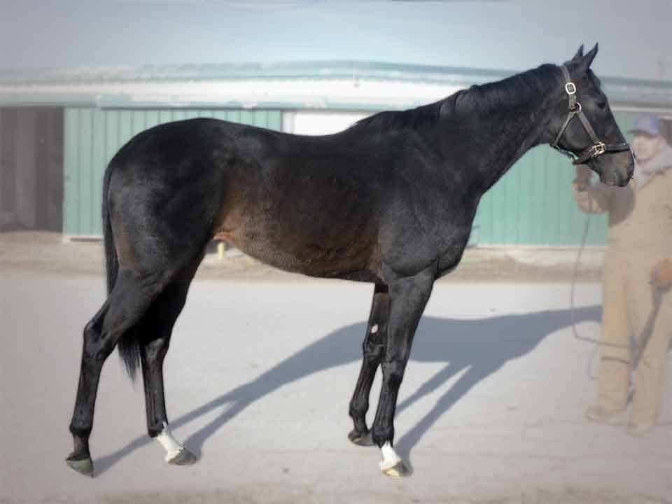Johnaton - Gorgeous dark by Thoroughbred horse for sale - Bargain Priced