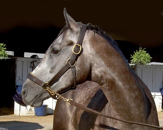 "Monte" is a grey Thoroughbred horse for sale from Bits & Bytes Farm.