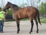 Moon Matters - 16.2hh 2011 Thoroughbred Filly