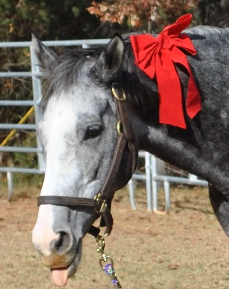 My Isabell is a grey Thoroughbred horse for resale