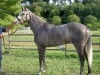 My Isabell is a gray Thoroughbred horse for resale