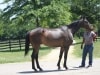 Tenth Night is a Thoroughbred sold by Bits & Bytes Farm in August 2015