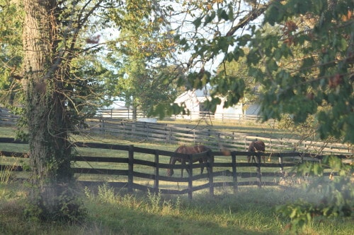 Kentucky Breeding farm