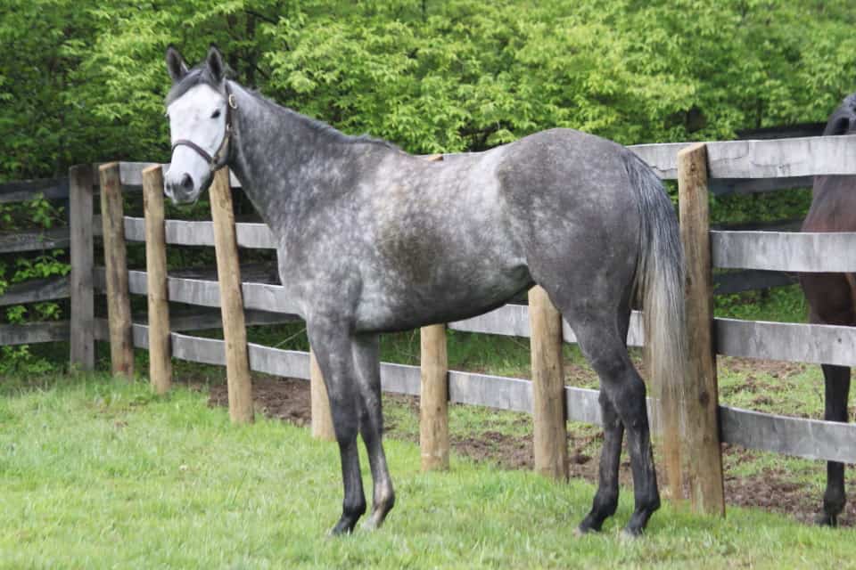 Passion - Gray Thoroughbred Horse For Sale from Bits & Bytes Farm