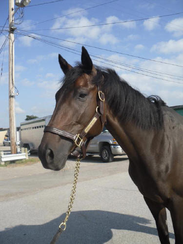 Popular Five - Thoroughbred horse for sale - SOLD!