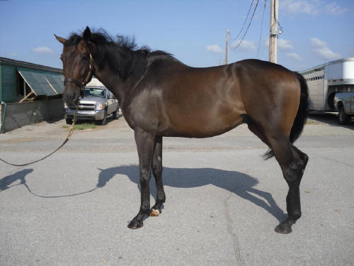 Popular Five - Thoroughbred horse for sale  - SOLD!