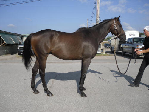 Popular Five - Great sport horse prospect for dressage or jumping  - SOLD!