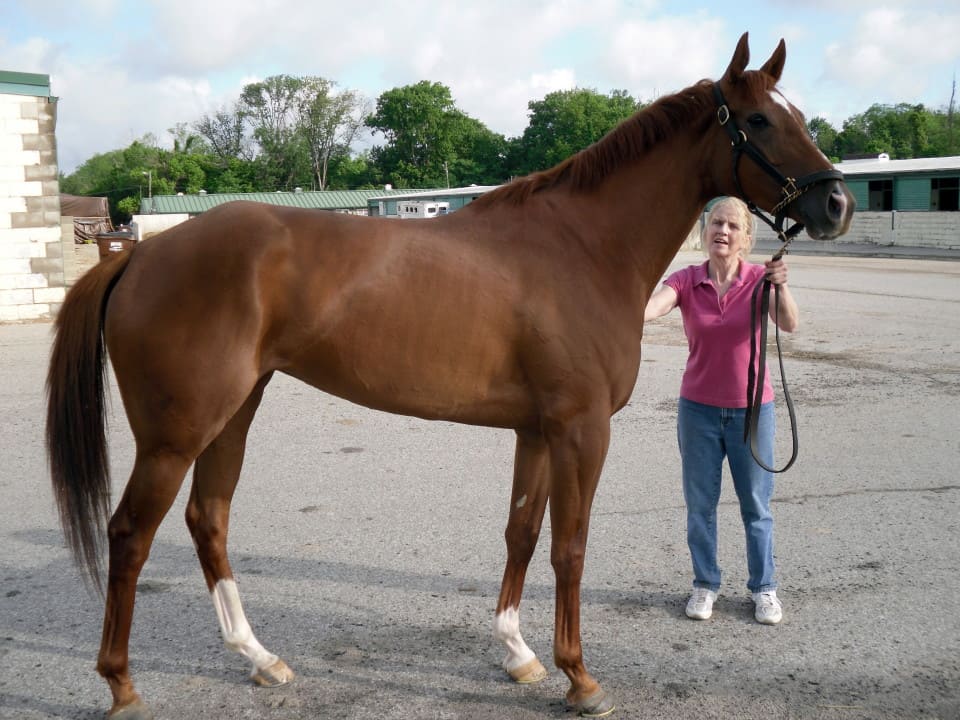 “Princessa” is a 2009, 16’1 hand chestnut filly.